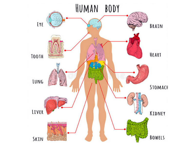 Sistemi e apparati del corpo umano: riassunto